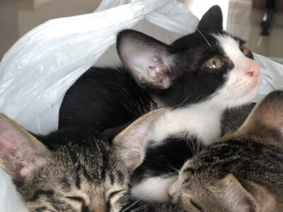 Read more about the article ประกาศตามหาบ้านให้น้องเเมว